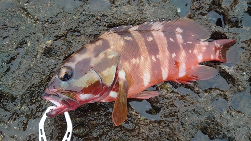 アカハタの釣果