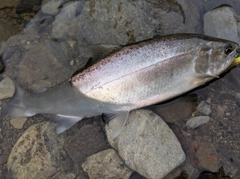 サツキマスの釣果