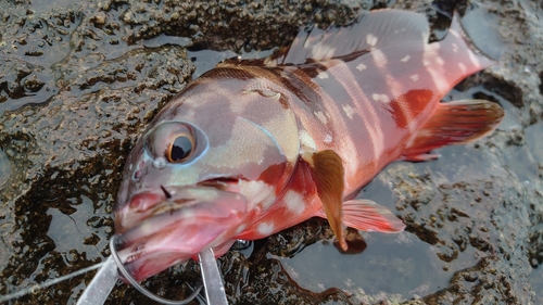 アカハタの釣果