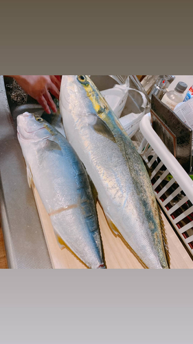 ハマチの釣果