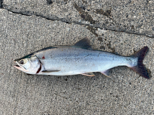 カラフトマスの釣果