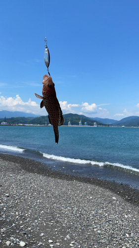 オオモンハタの釣果