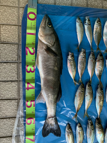 スズキの釣果