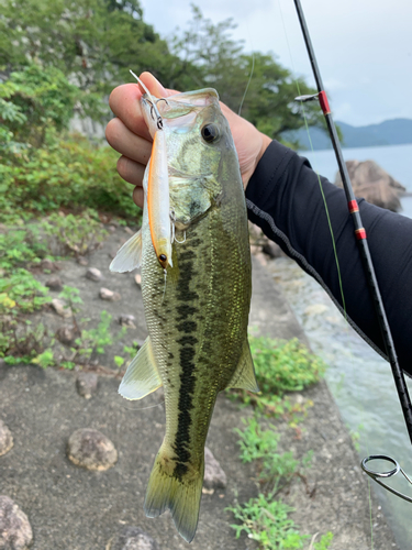 ラージマウスバスの釣果