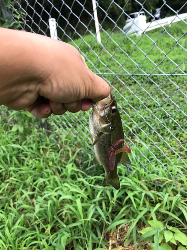 ブラックバスの釣果