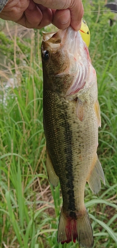 ラージマウスバスの釣果