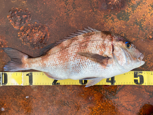 チダイの釣果