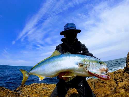 ブリの釣果