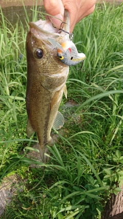 ラージマウスバスの釣果