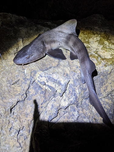 サメの釣果