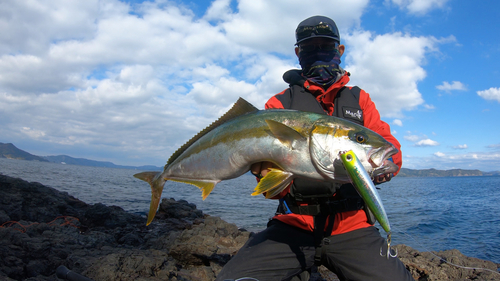 ヒラマサの釣果