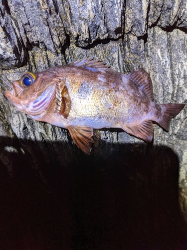 マイカの釣果