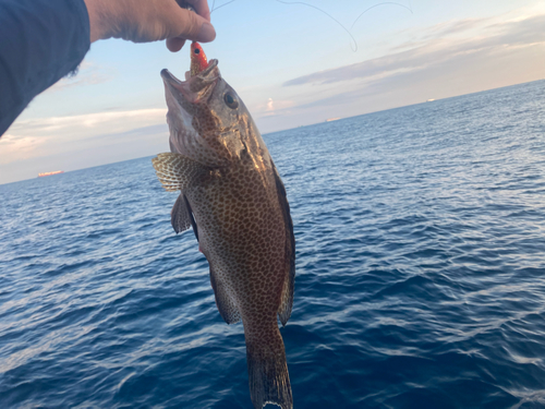 オオモンハタの釣果