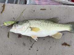 ブラックバスの釣果