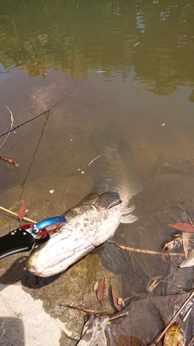 ライギョの釣果