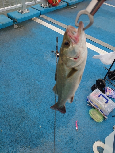 セイゴ（マルスズキ）の釣果