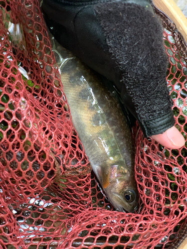 イワナの釣果