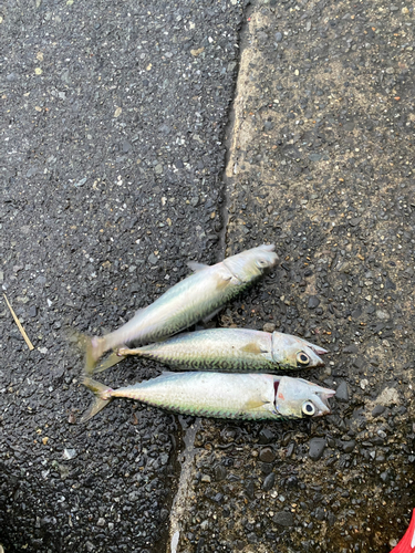 サバの釣果