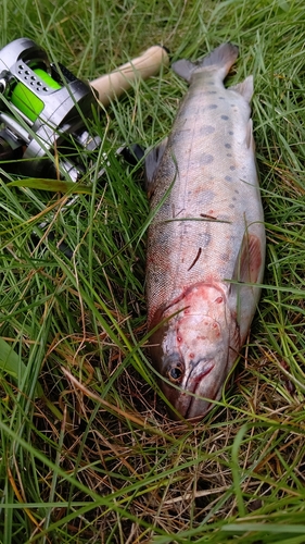 ヤマメの釣果