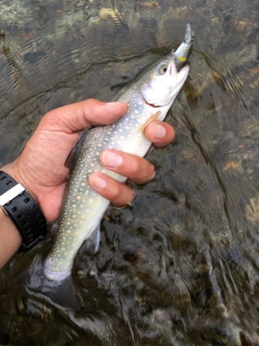 ニッコウイワナの釣果