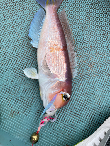 アマダイの釣果