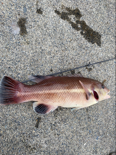 コブダイの釣果