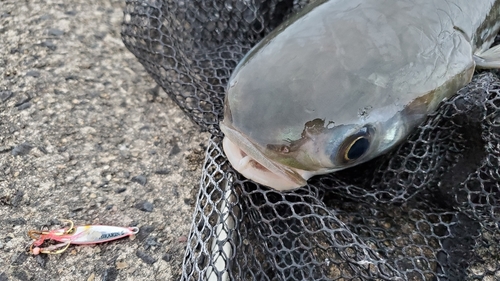 ボラの釣果