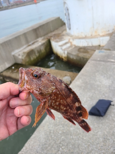 ガシラの釣果