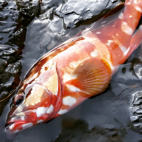 アカハタの釣果