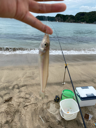 キスの釣果