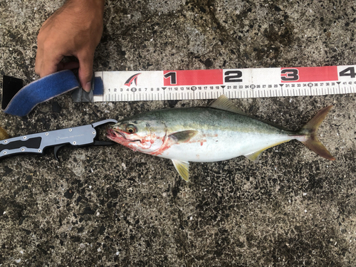 ツバスの釣果