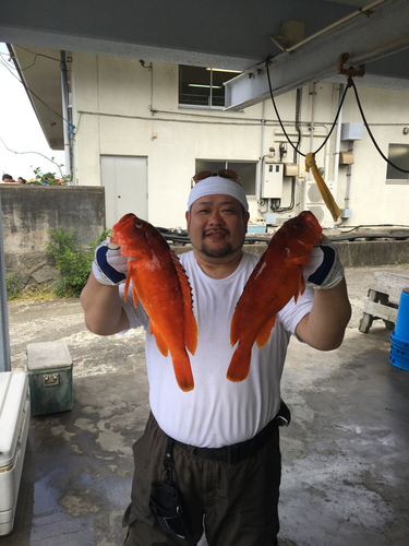 アカハタの釣果