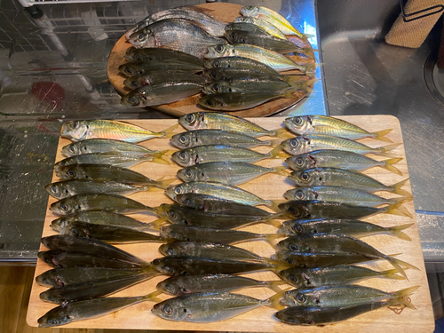 アジの釣果