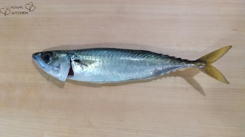 マサバの釣果