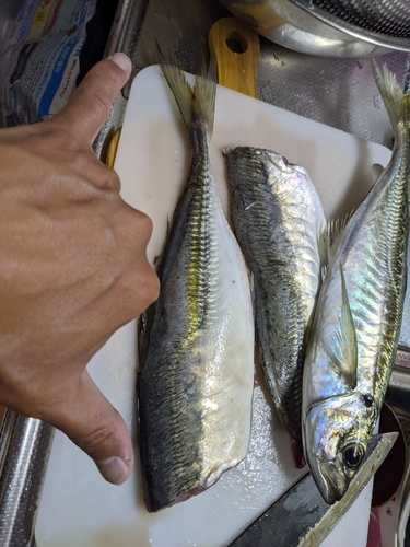 マアジの釣果