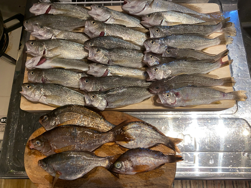 イシモチの釣果