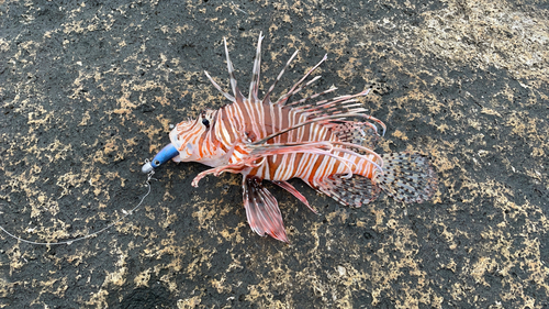 ミノカサゴの釣果