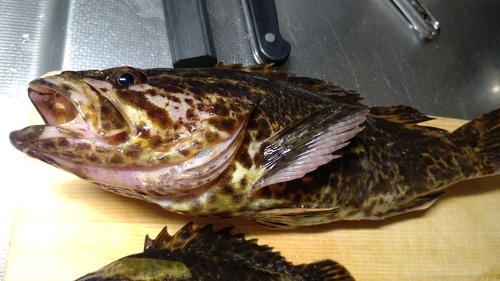 タケノコメバルの釣果