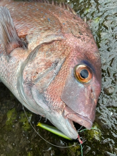 タイの釣果