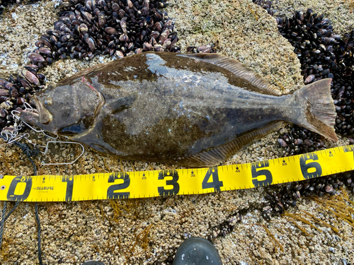 ヒラメの釣果