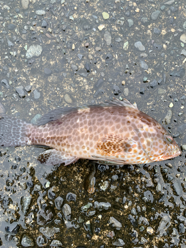 オオモンハタの釣果