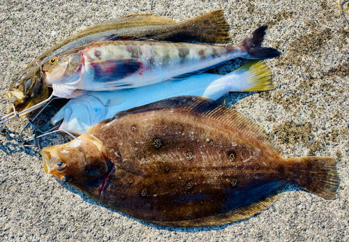 ミズクサガレイの釣果