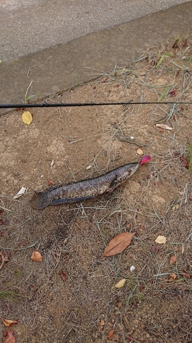 ライギョの釣果