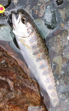 アマゴの釣果