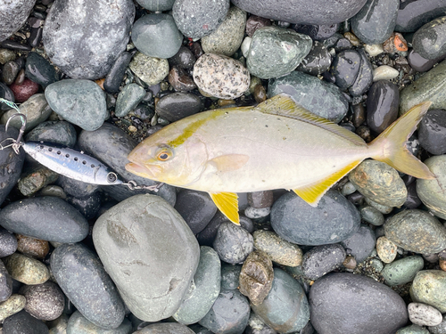 ショゴの釣果