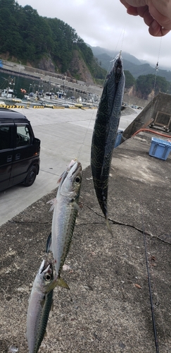 マサバの釣果