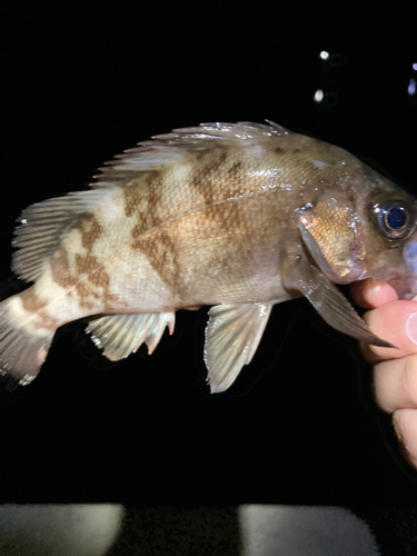 メバルの釣果