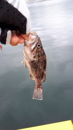 釣果