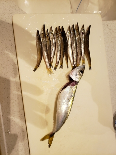 カマスの釣果