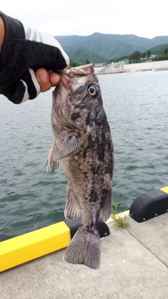 クロソイの釣果